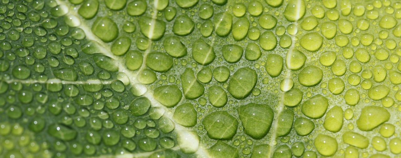 Blog Title Background of a leaf with droplets